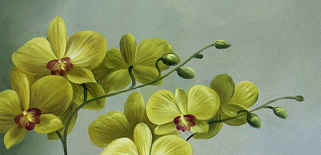 《静物&mdash;&mdash;优雅兰花》当代油画家 王露露  甄选精品油画