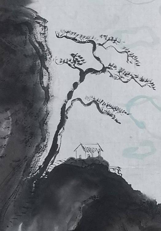 云雾松