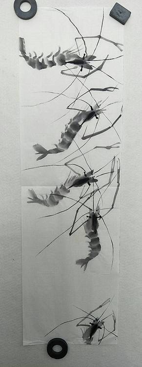 墨虾