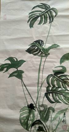 万年青