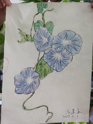 冯建英  牵牛花