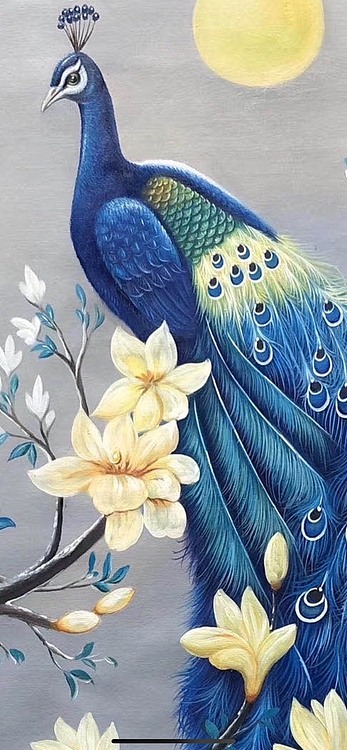 孔雀开屏