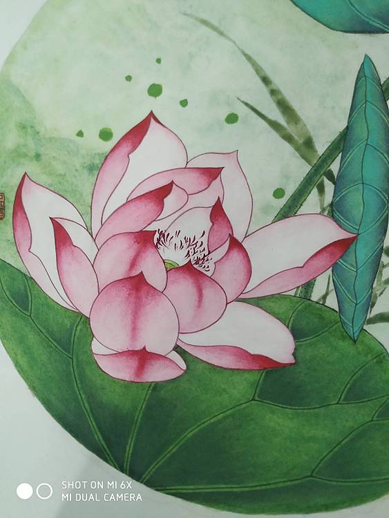 镜花水月 荷