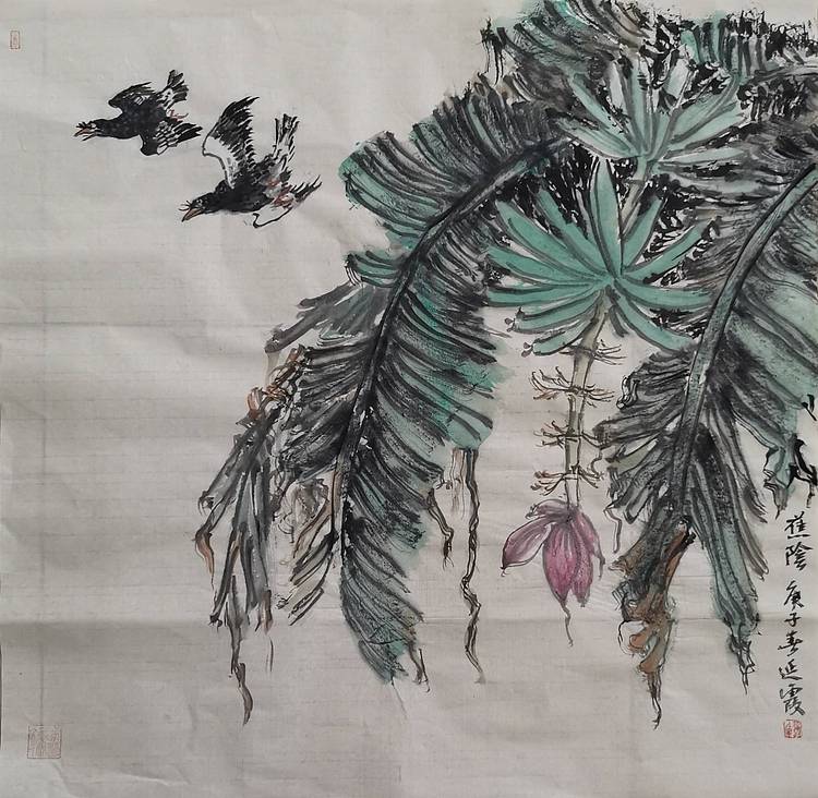 桐羽 蕉阴
