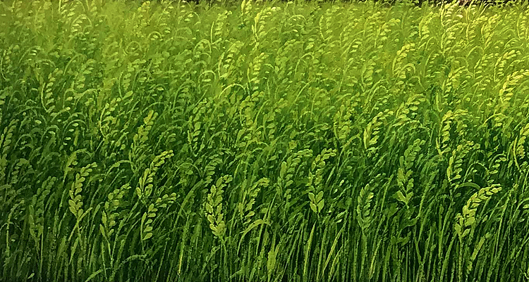 黄伟能 丰收的季节