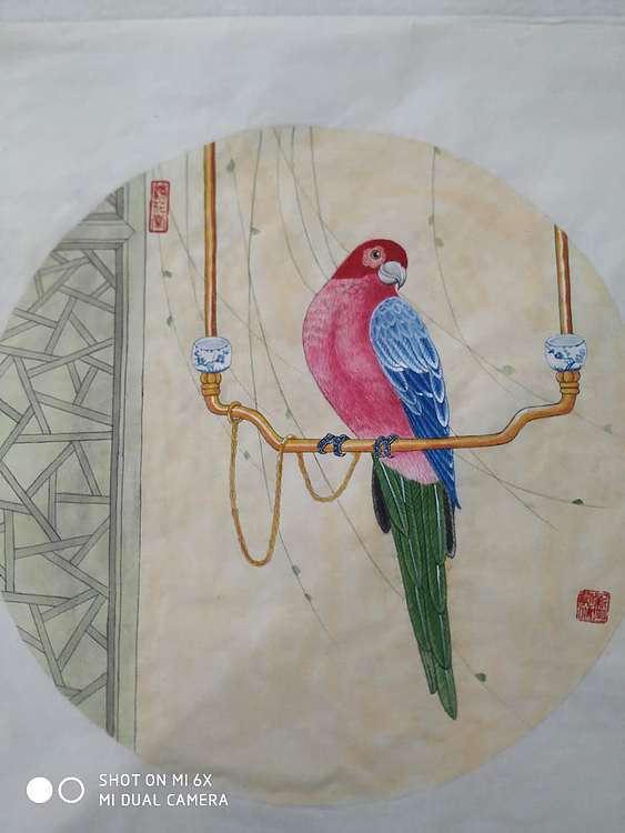 镜花水月 鹦鹉