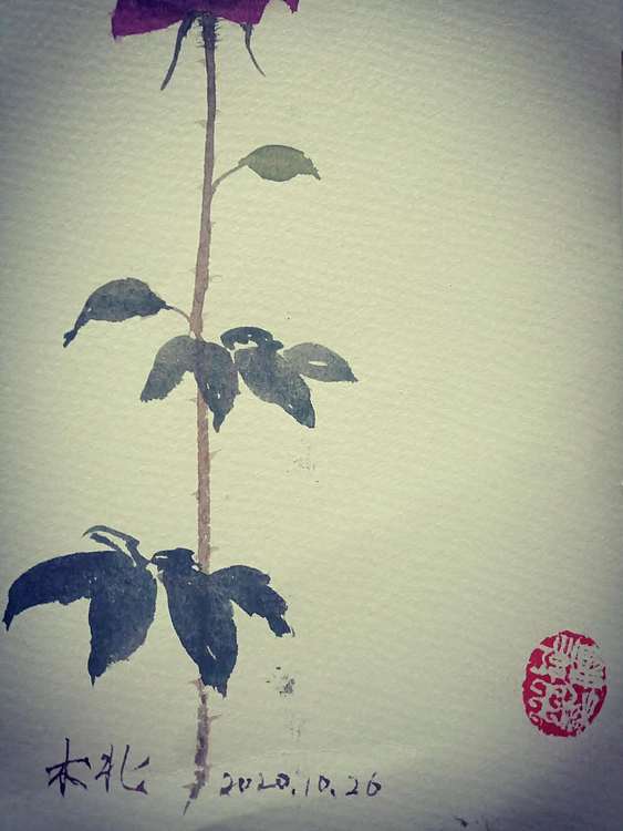 王红桃 玫瑰香5