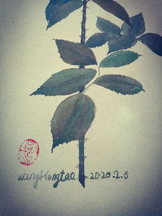 王红桃 小玫瑰2