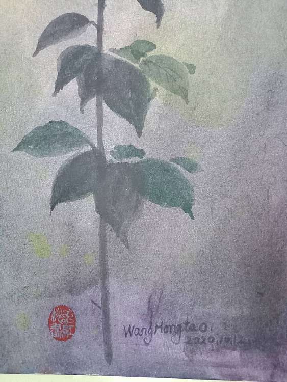 王红桃 玫瑰12