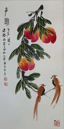 白石孙媳 多寿