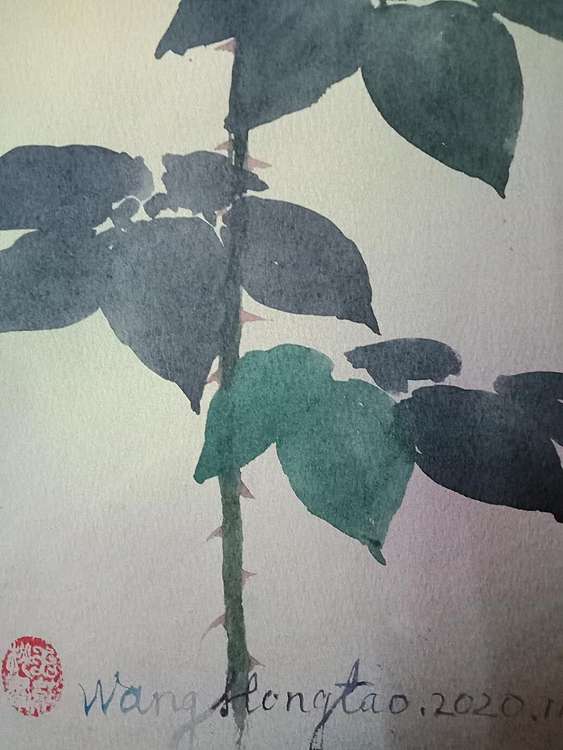 王红桃 一花一世界——玫瑰花16