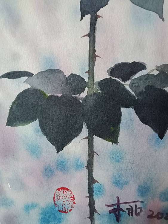 王红桃 一花一世界——玫瑰花17