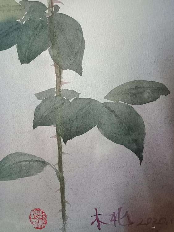 王红桃 一花一世界——玫瑰花19