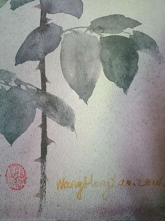 王红桃 一花一世界——玫瑰花15