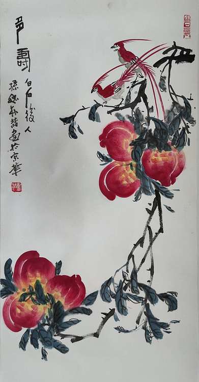 白石孙媳 多寿