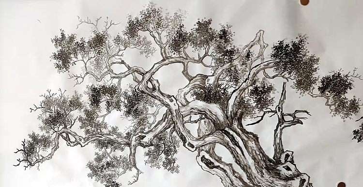 青年书画家 七汐 仿沈周三桧图长卷
