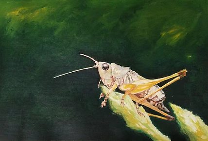 胡冰 纯手绘精品油画《蝈蝈》