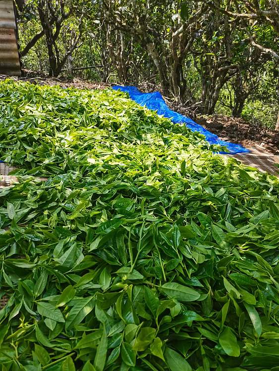 勐海茶园 上品357克一普洱熟茶2017年5月6日