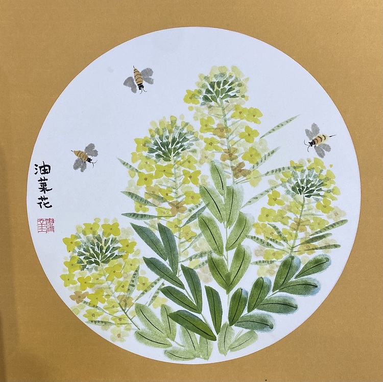 金金酱 《油菜花》