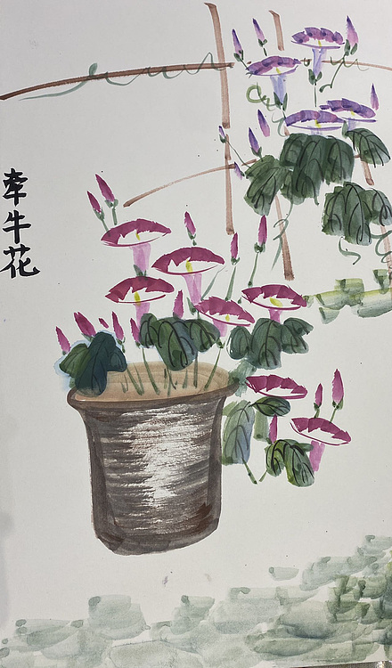 金金酱 牵牛花