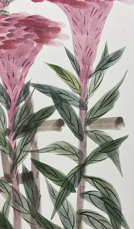 金金酱 鸡冠花