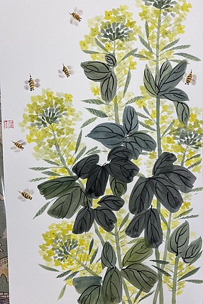 金金酱 油菜花