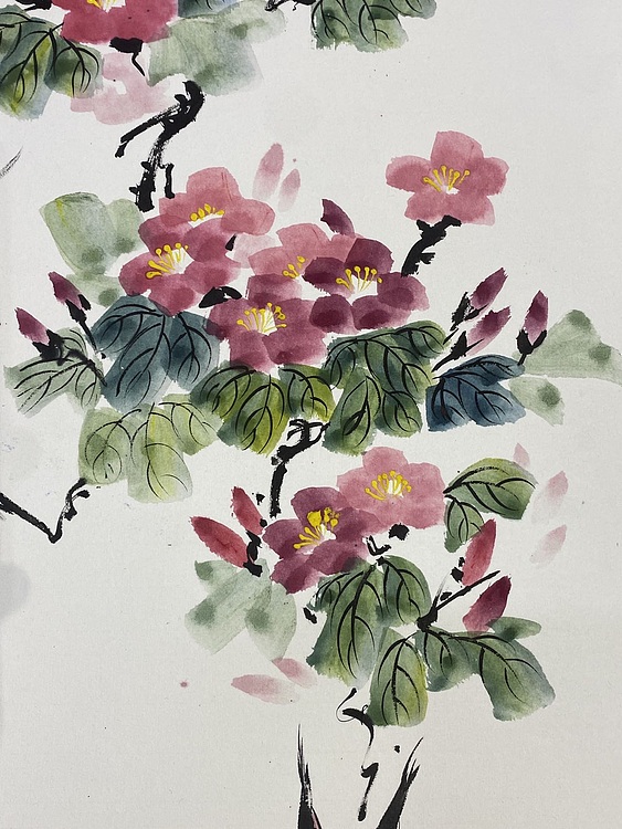 金金酱 山茶