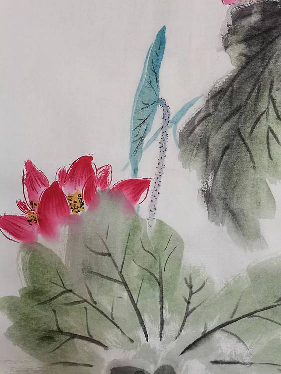 秦广宁 映日荷花别样红