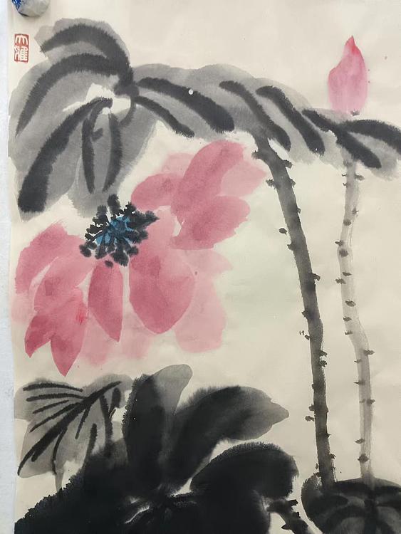文化老兵 映日荷花