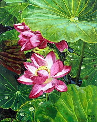 徐风华 荷花