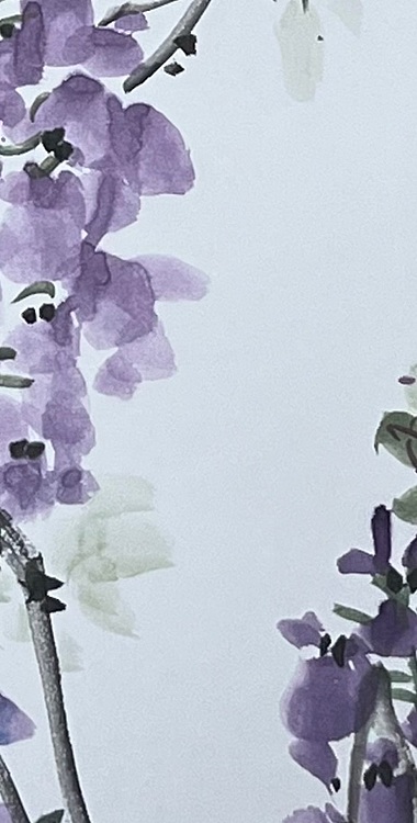 艾雯 紫藤花