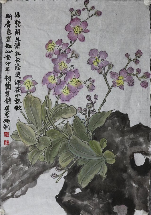 来荣娜 蝴蝶兰