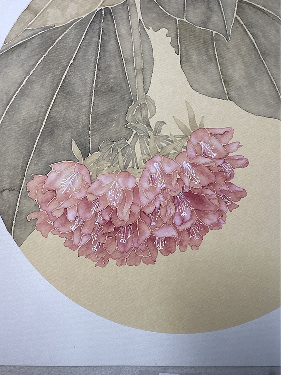 沈凌君 非洲芙蓉