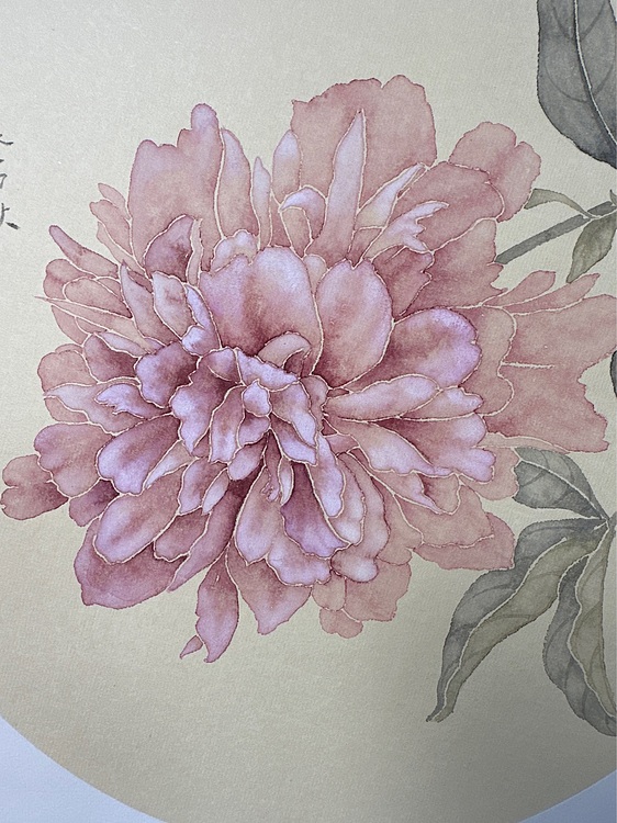 沈凌君 芍药花