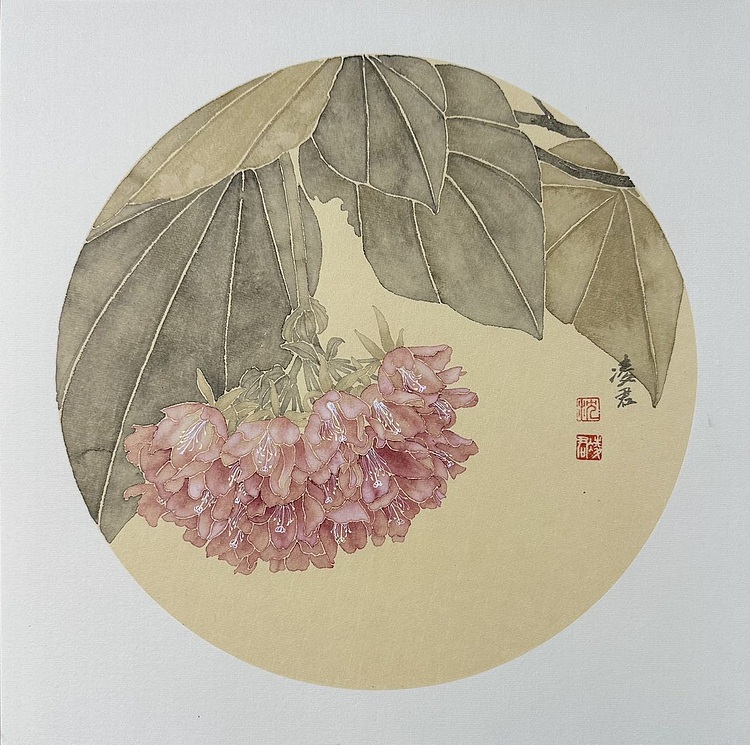 沈凌君 非洲芙蓉