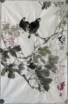 朵朵 八哥紫藤
