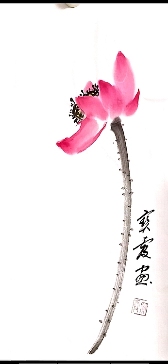 中国老年书画研究会会员 张宝霞 精品荷花四条屏