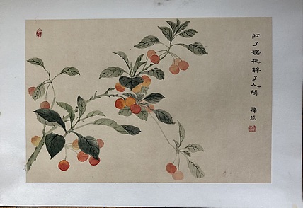 雪中寒蕊 樱桃图100