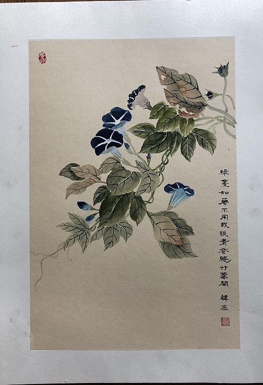 雪中寒蕊 牵牛花