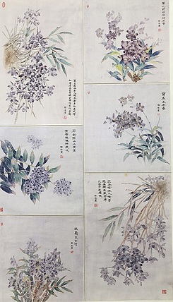 雪中寒蕊 石角斛兰组图
