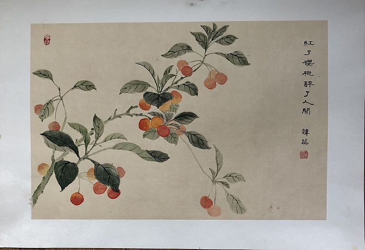 雪中寒蕊 樱桃图100