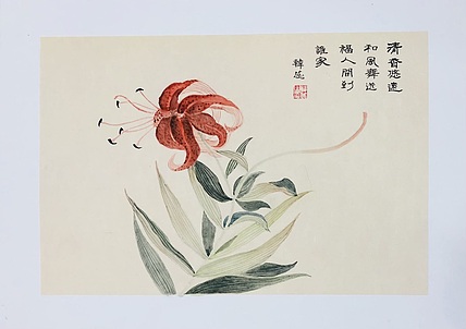 雪中寒蕊 卷丹花
