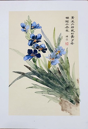 雪中寒蕊 鸢尾丹颜
