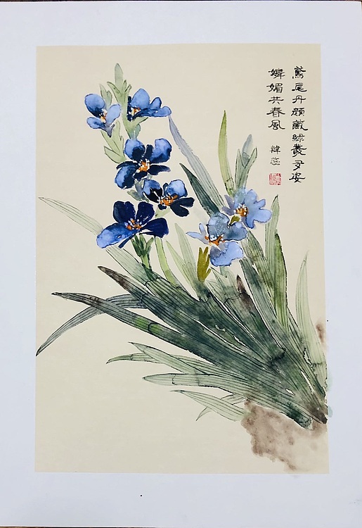 雪中寒蕊 鸢尾丹颜