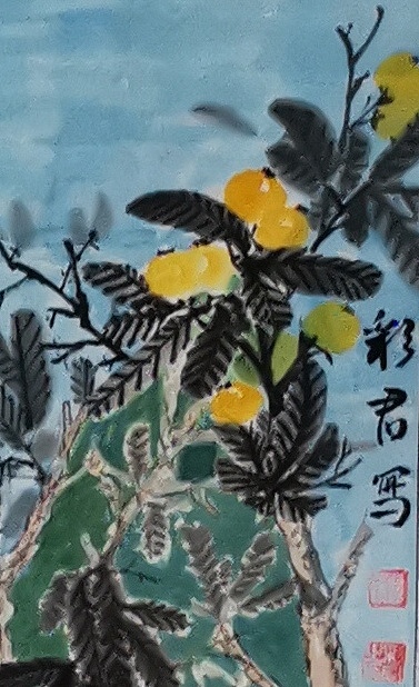 范彩君 枇杷图