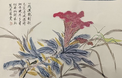 文化老兵 鸡冠花