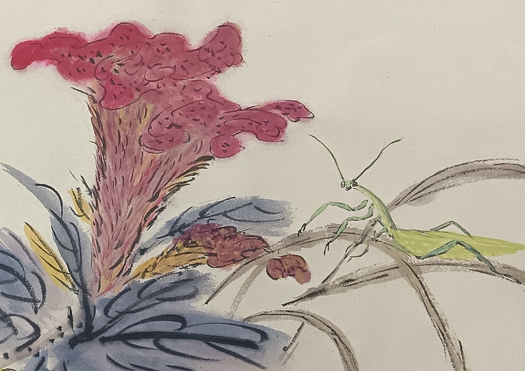 文化老兵 鸡冠花