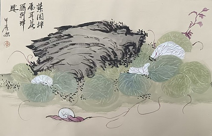 文化老兵 瓜叶菊