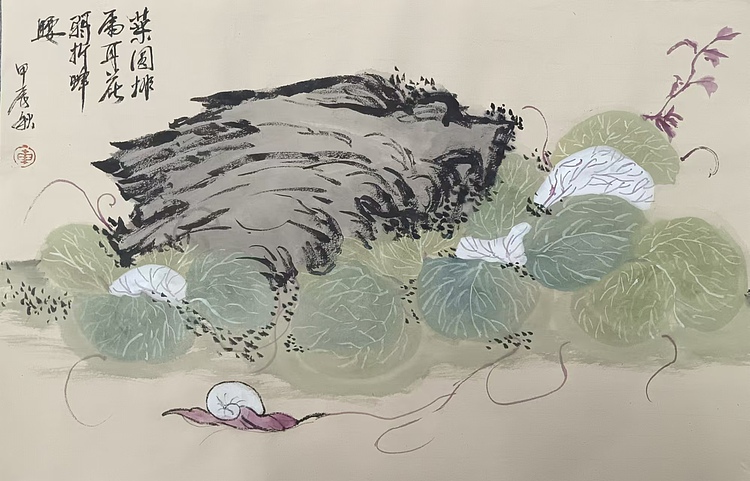 文化老兵 瓜叶菊