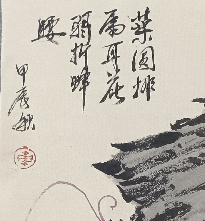 文化老兵 瓜叶菊